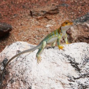 A green and yellow collared lizard on a pale rock